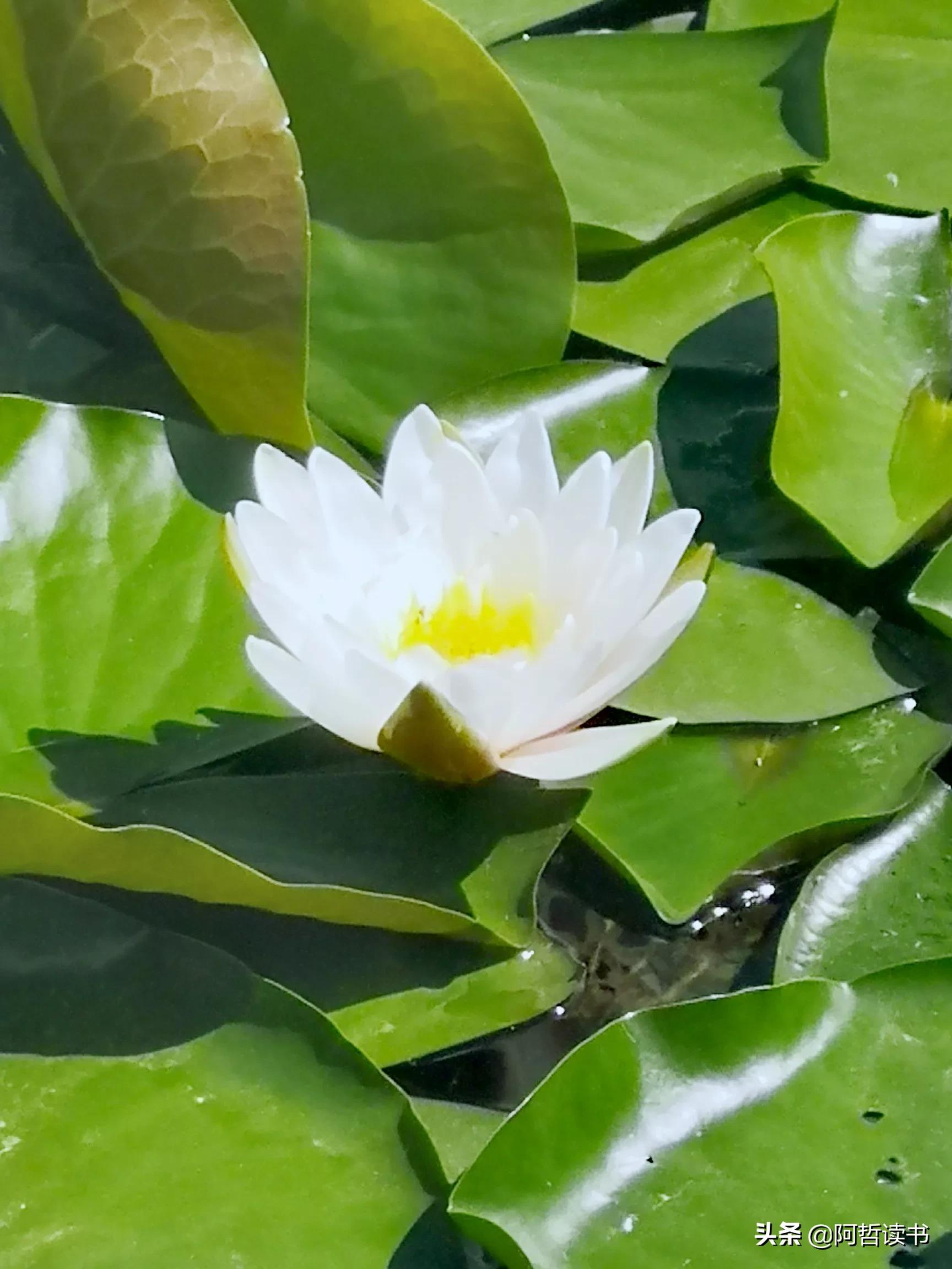 夏日荷花/风影摇曳波光粼，出水芙蓉最可人，一片冰心付与君