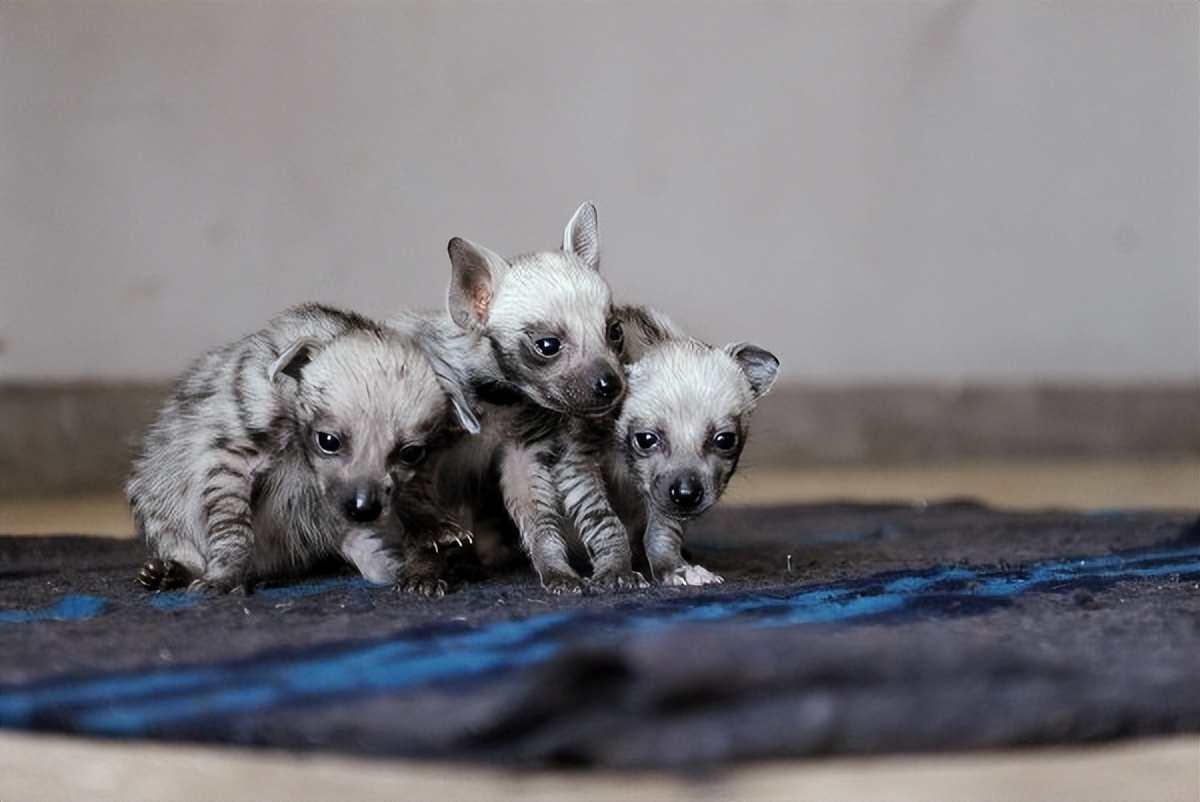 充满想象力的动物图片100张,卡通动物图片大全可爱