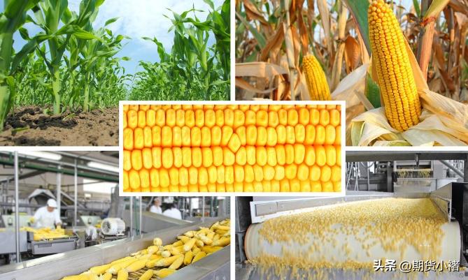 玉米市场本周行情及后市分析,本周玉米市场行情震荡调整分析