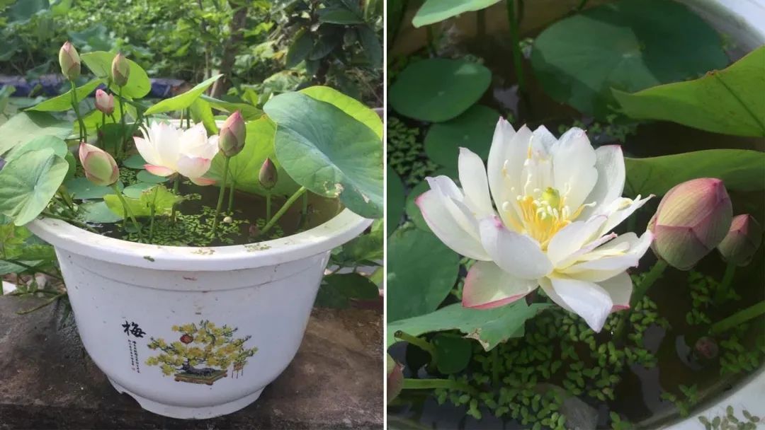 碗莲从一个藕养到开花需要多久,用莲子种的碗莲什么时候才能开花