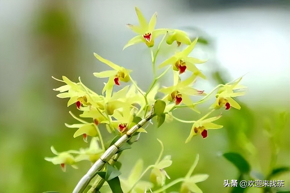 花茶最贵的多少钱一斤,又香又贵的花茶有哪些品种