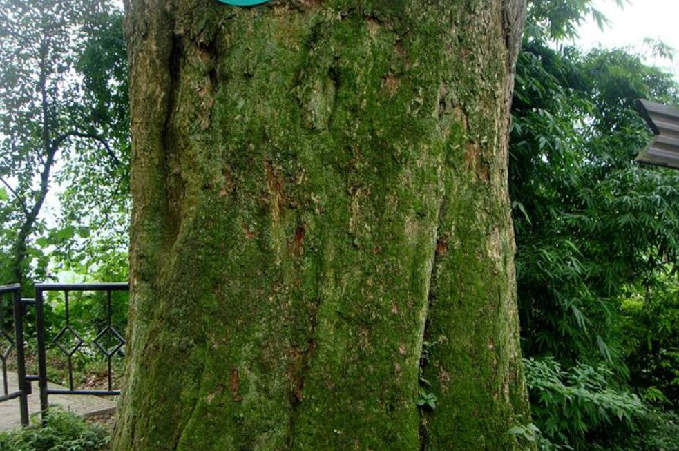 价值100万的金丝楠木为啥没人种植,金丝楠木种植三年价值多少