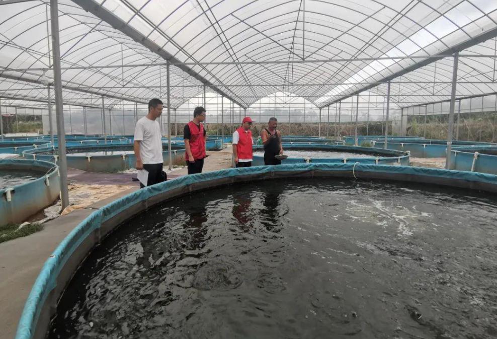 麦穗鱼养殖方法与养殖技巧,麦穗鱼如何规模化繁殖