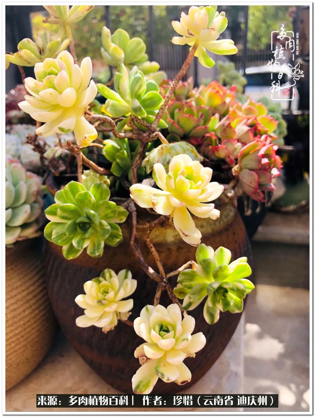 给生命一份淡然还岁月一份从容,给生命留一份洒脱的话