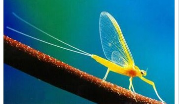 动物寿命最短的是哪种,地球上寿命最长与最短的十种动物