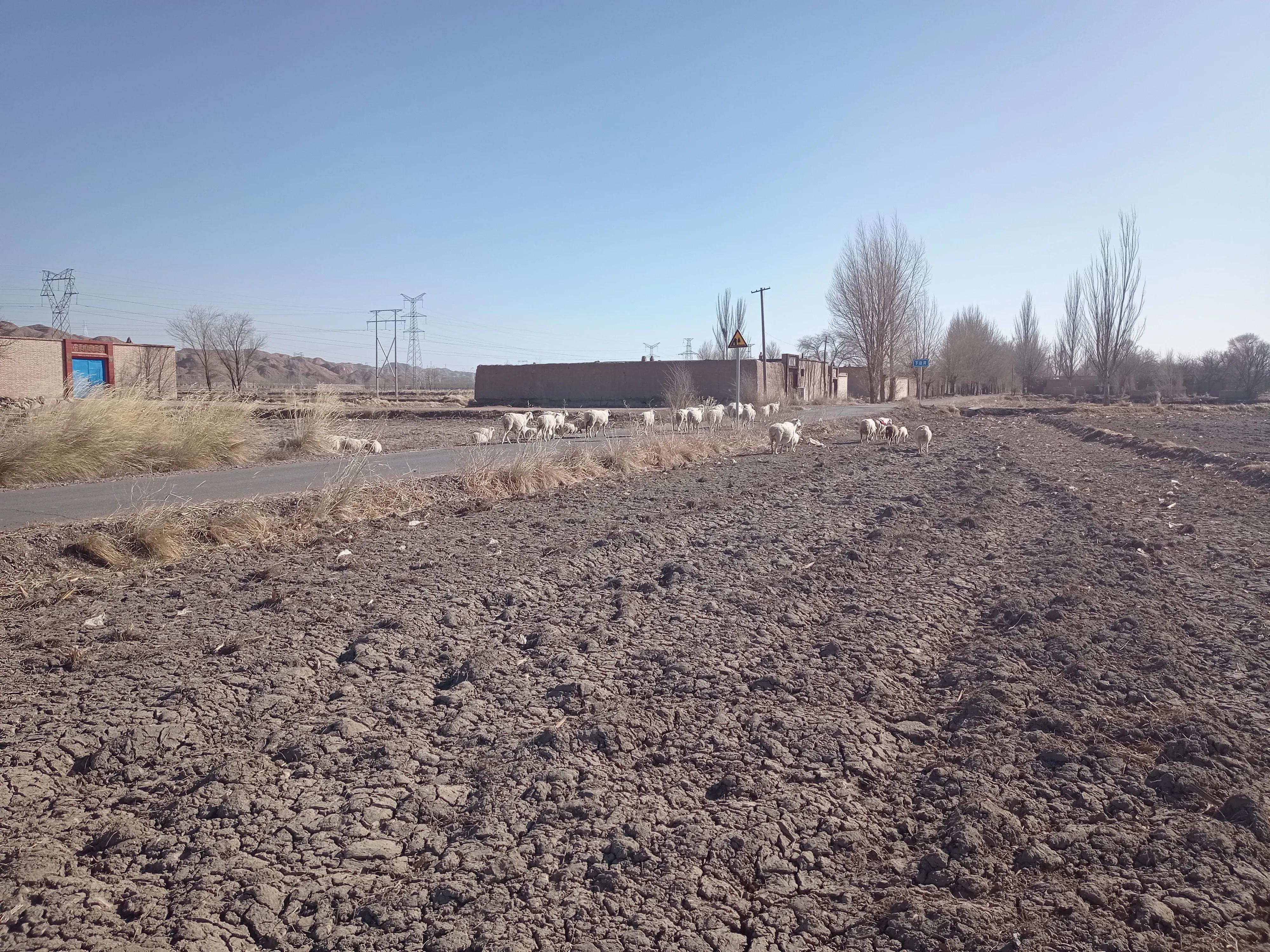 2022年养羊可以入行吗,养羊的行情与前景