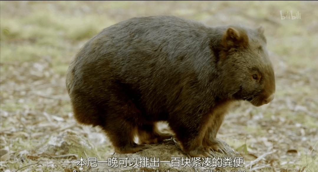 拉一次大便有两斤吗,拉一次屎能排多少毒