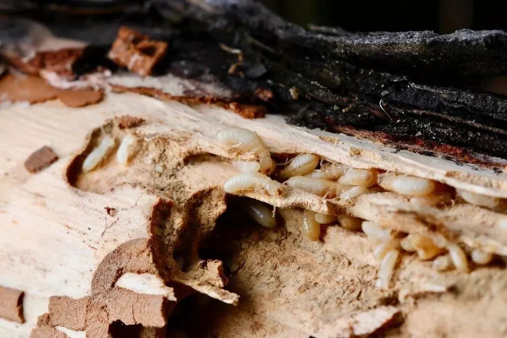 上海的白蚁成群结队，这可怎么办？