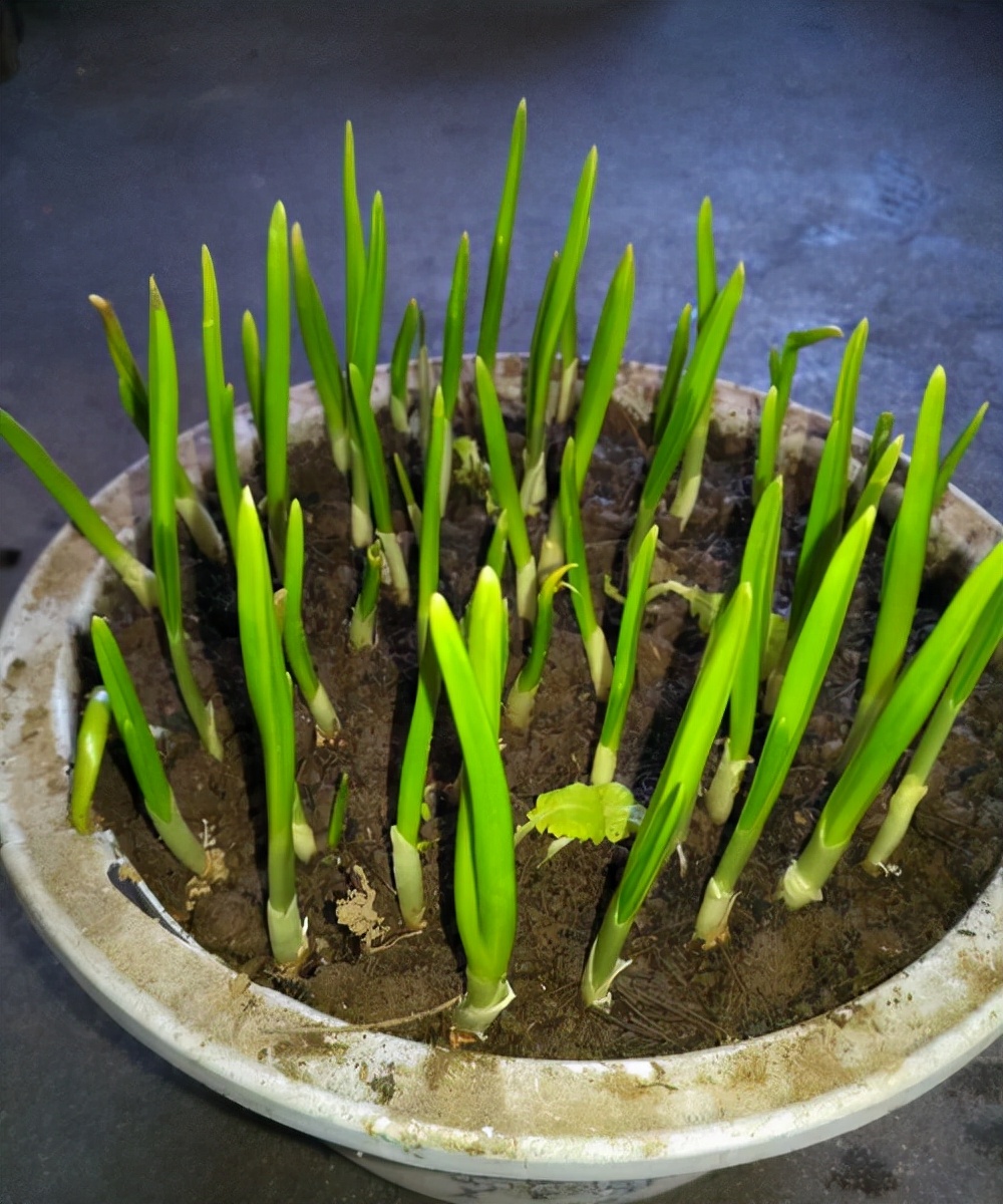 阳台种菜可以多茬采收,在阳台种菜最快采收的五种蔬菜