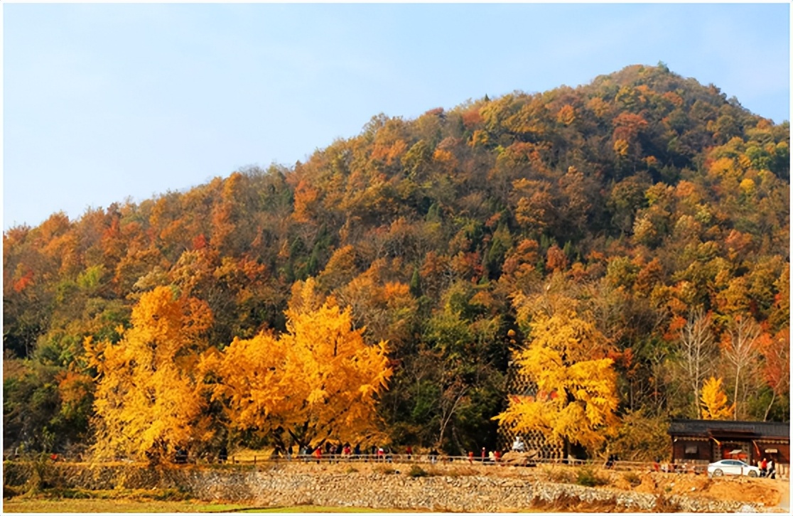 中国千年银杏谷住宿,中国千年银杏谷