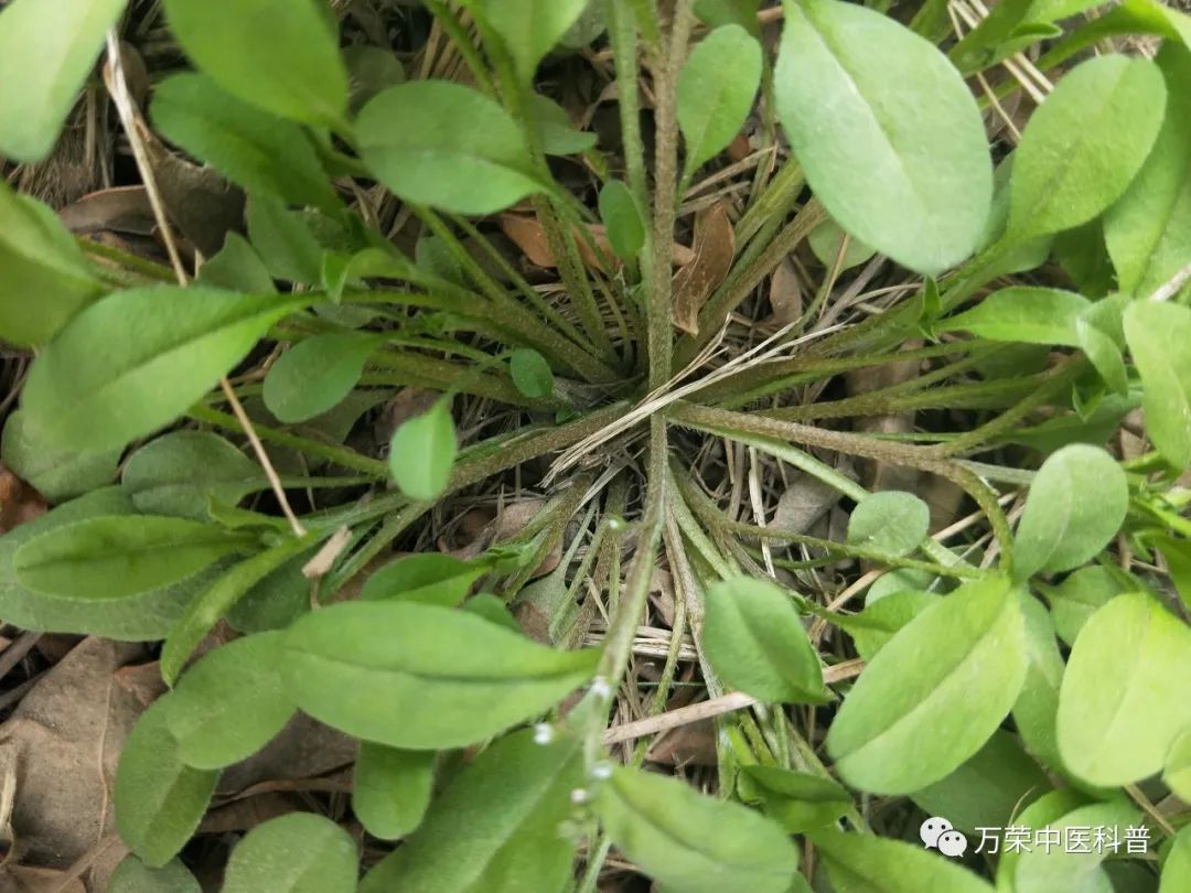 植物幼苗的发展过程详细,植物的幼苗在生长过程中