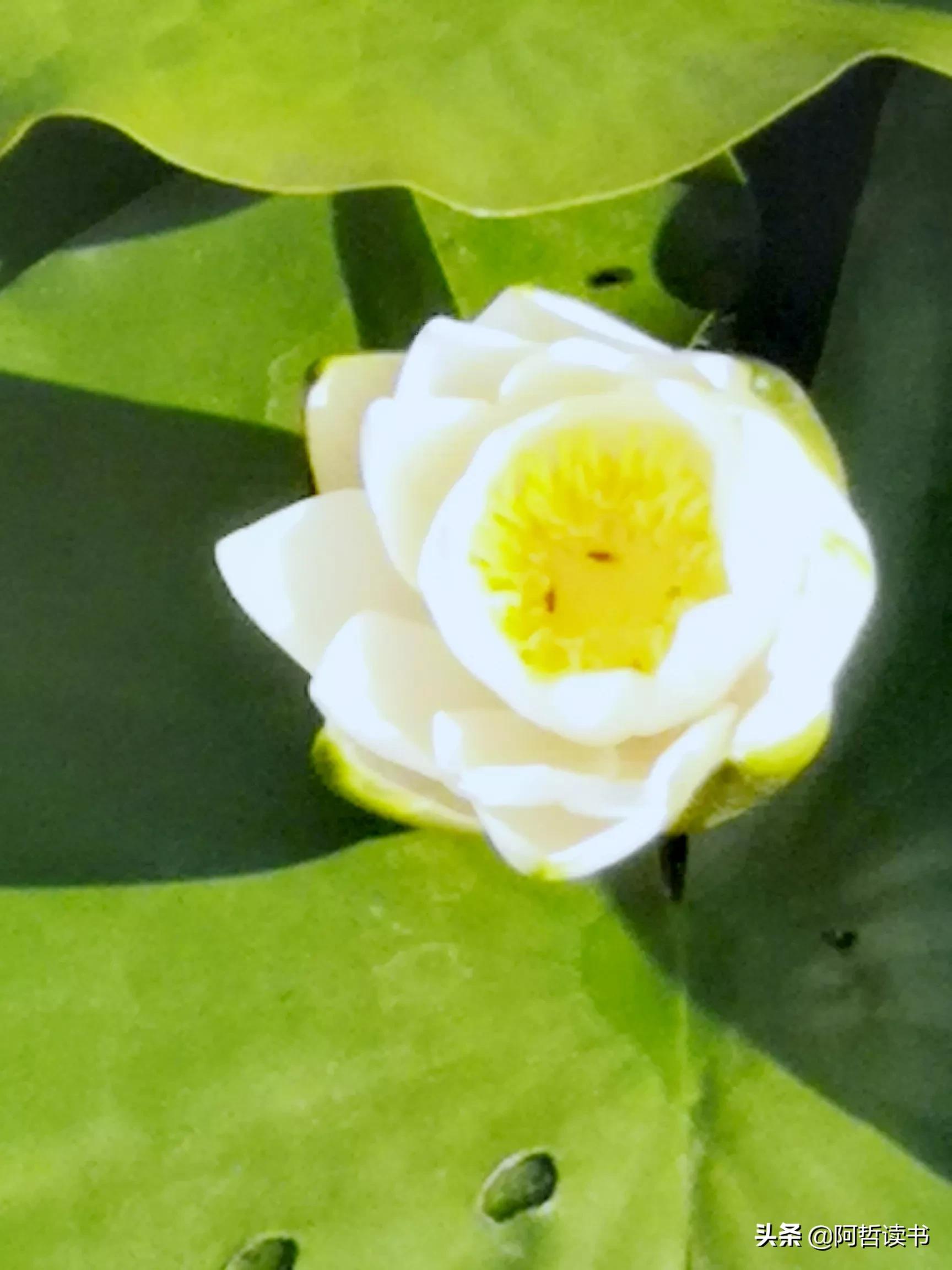 夏日荷花/风影摇曳波光粼，出水芙蓉最可人，一片冰心付与君