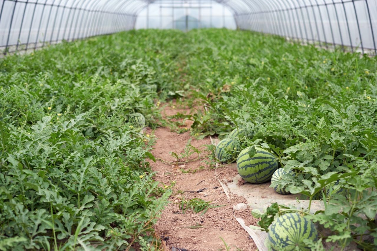 如何避免西瓜徒长,如何避免瓜苗徒长