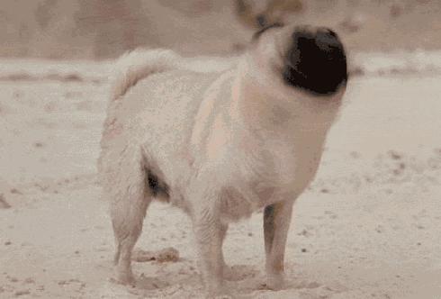 狗狗的这几个动作说明它要咬人,狗狗的动作都是在暗示什么