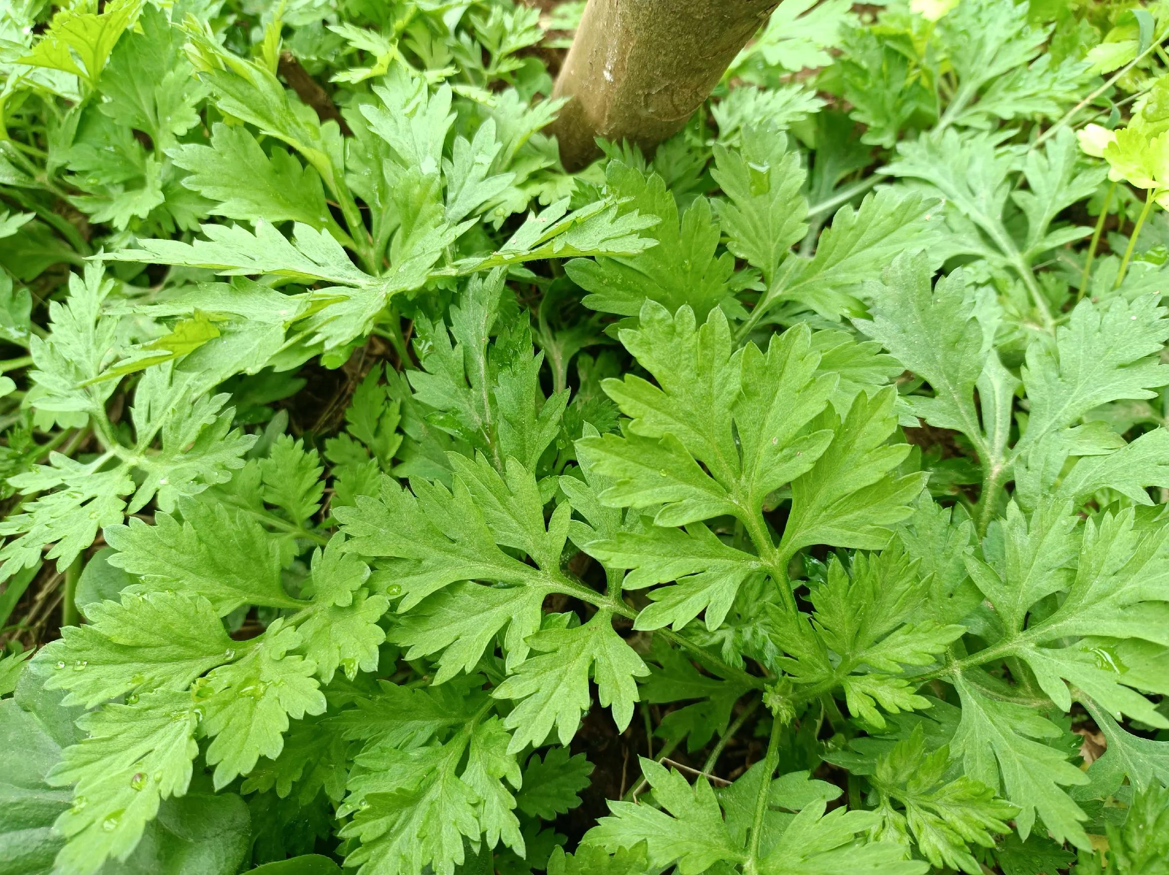 开春必吃的第一道野菜,春天来了吃什么野菜养生呢