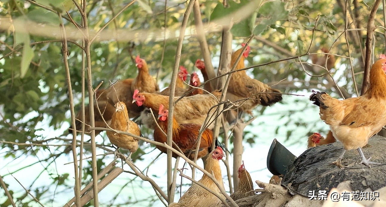 湖南小伙5000亩地养10只鸡,湖南小伙5000亩地只养十只鸡