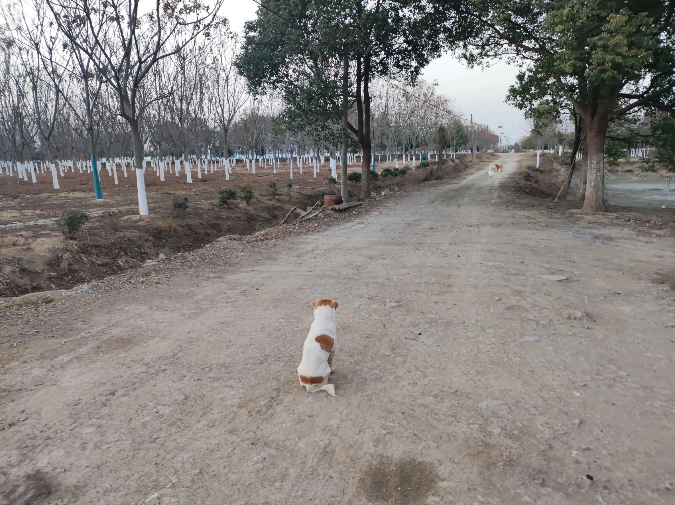 鹅咬伤小狗,狗被鹅咬死