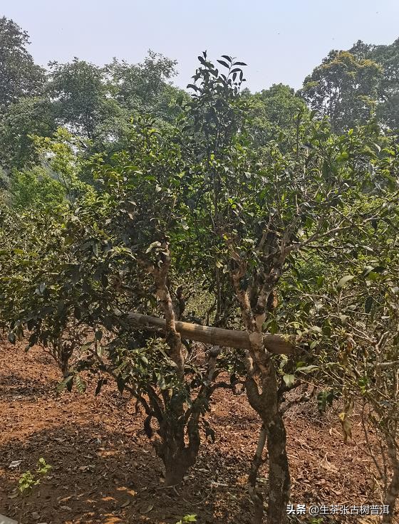 勐海普洱是什么味道,勐海味是什么味