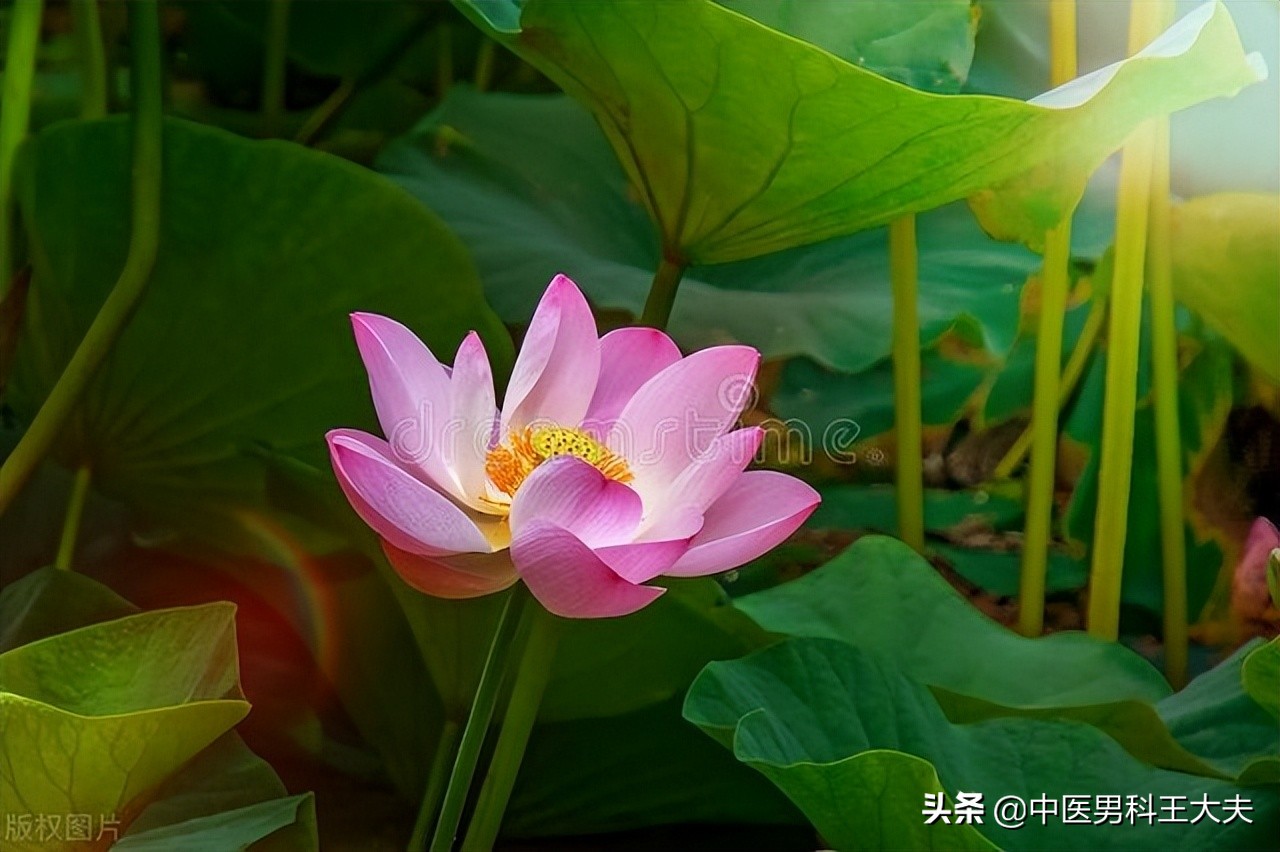 伤精耗气损阳心肾不交,从中医角度男性伤精恢复不了