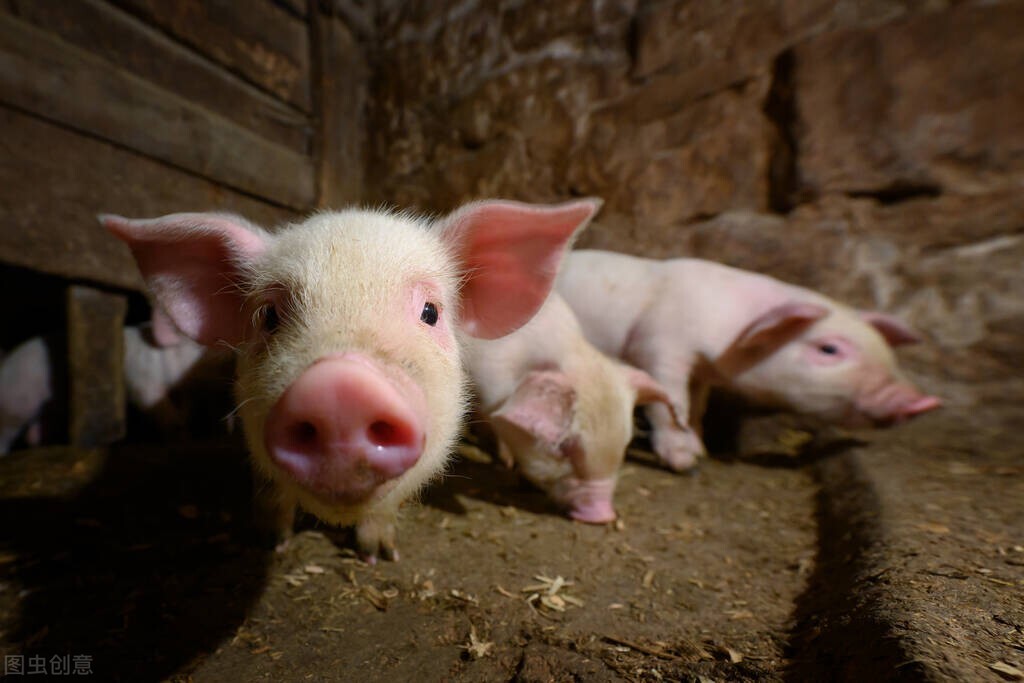 仔猪出生八天腹泻呕吐是什么病,仔猪出生拉稀快速解决方法