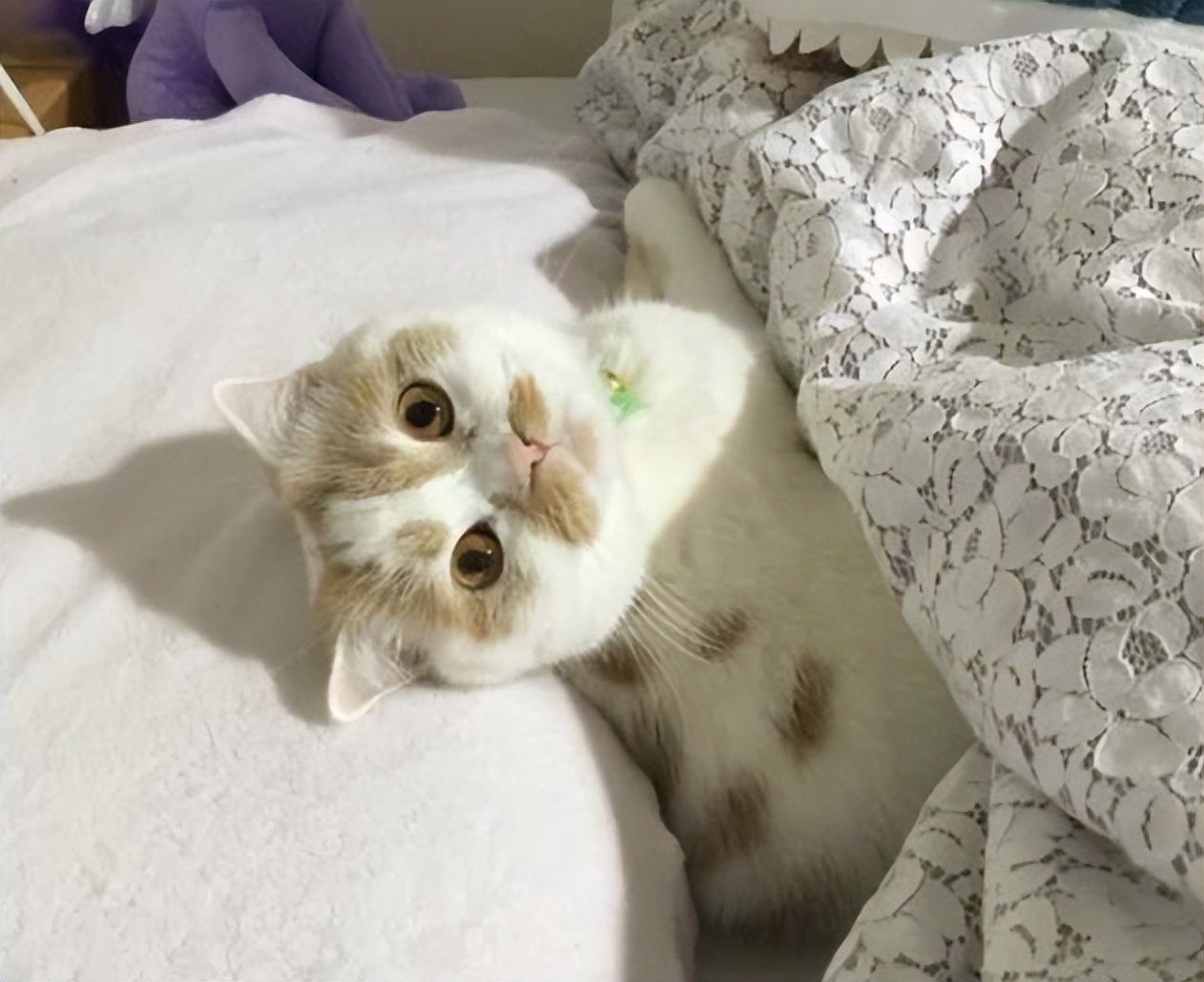 猫咪晚上跳到床上,猫咪床上睡觉