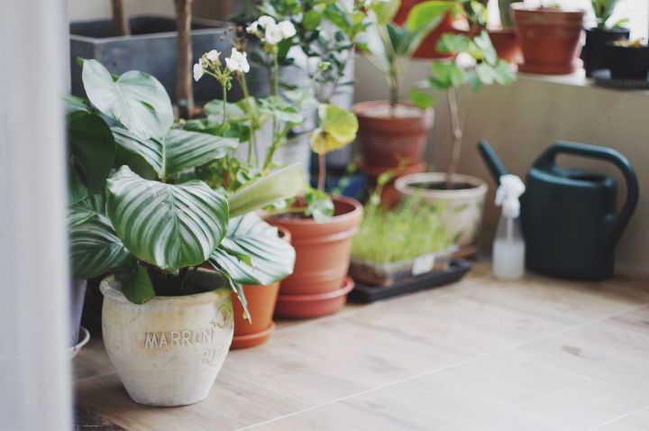 手残党也能养活的10种绿植,十种大家都在养易存活绿植