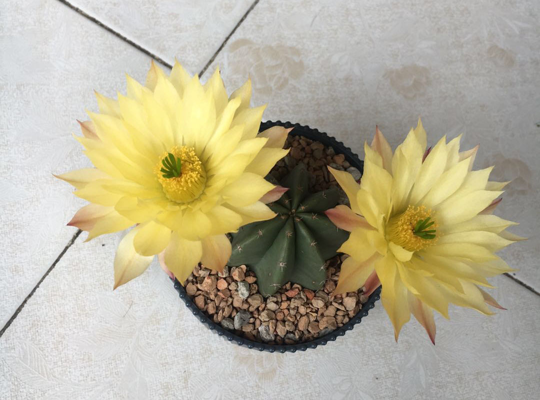 美丽/奇异花草欣赏系列——各种仙人球之“虾”