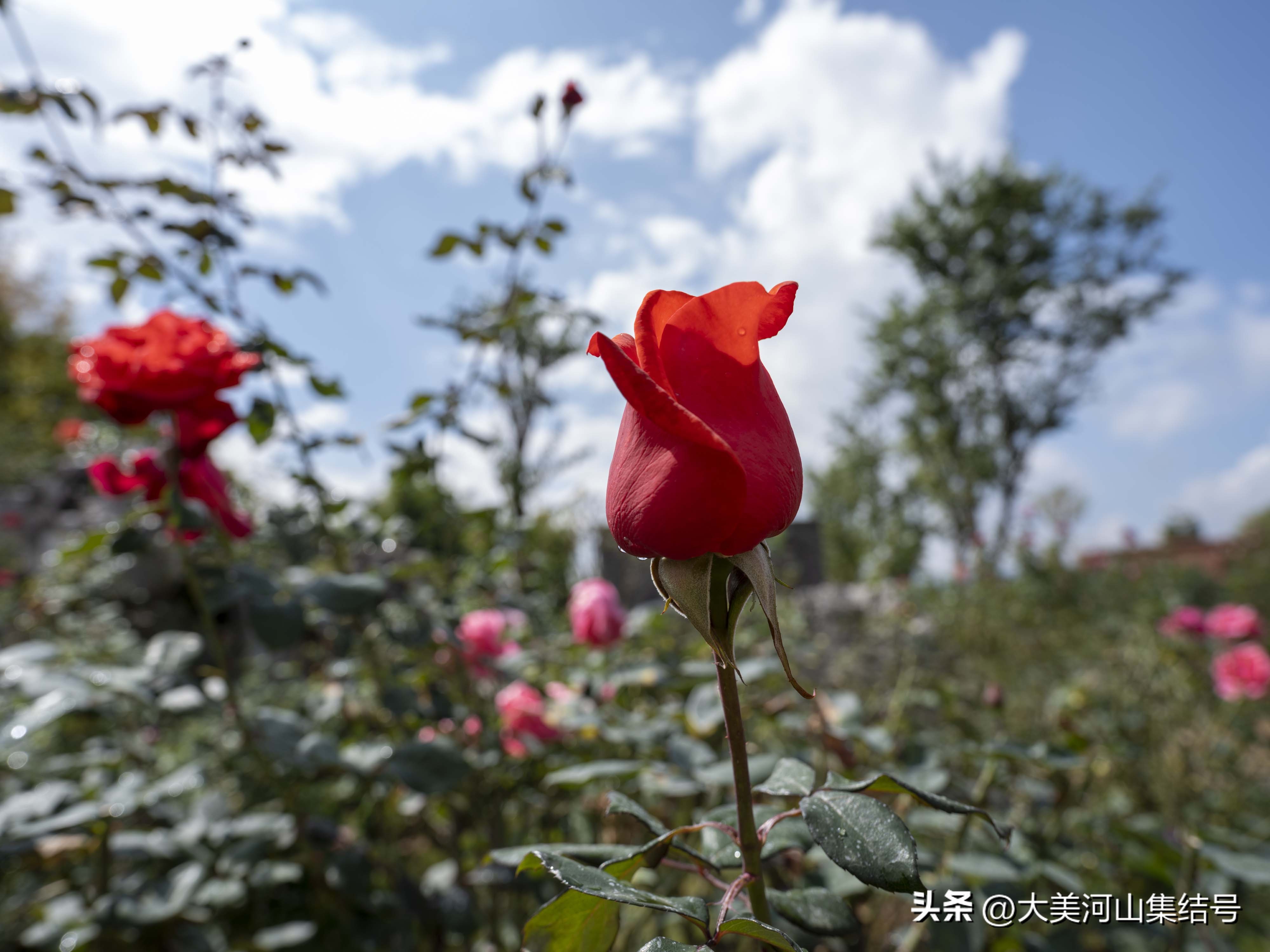 富士gfx100s铭匠光学50mmf1.2,富士中画幅gfx50二代对比gfx100s