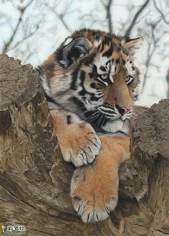 戏说老虎图文杂汇