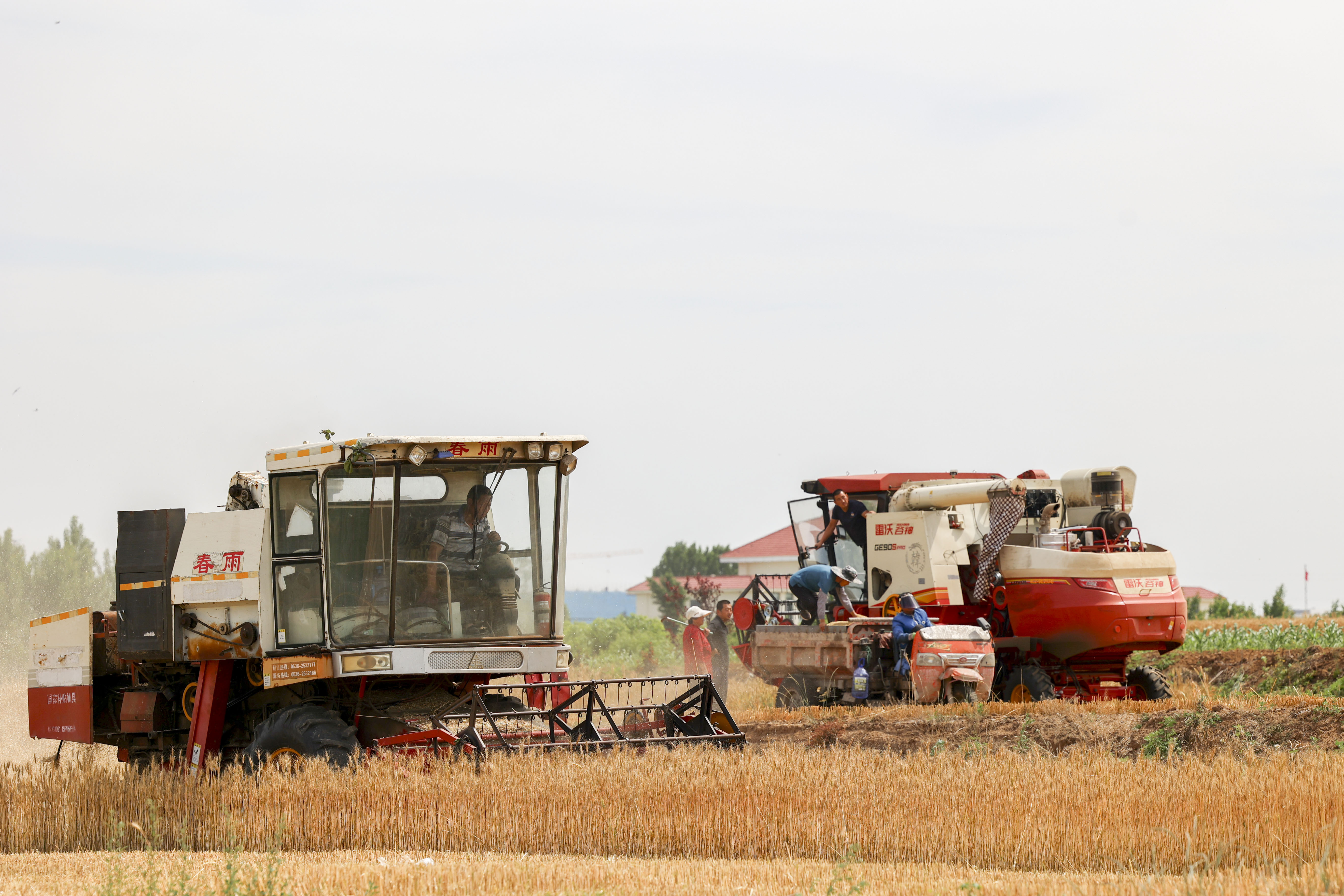 小麦丰收的画卷在错水河畔铺展，徐村麦浪滚滚，“丰”景如画
