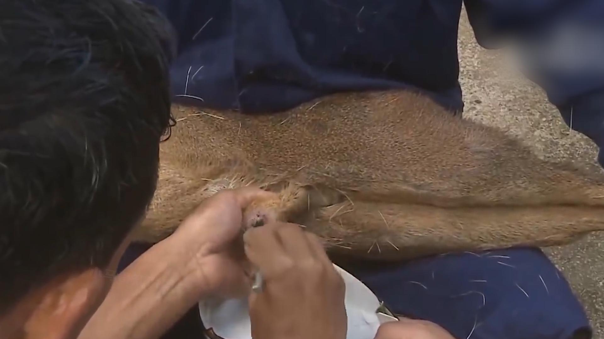 麝香有什么价格,麝香有多稀缺