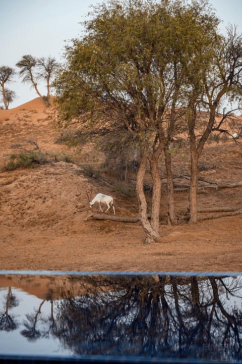哈伊马角利兹卡尔顿,哈伊马角沙漠丽思卡尔顿酒店