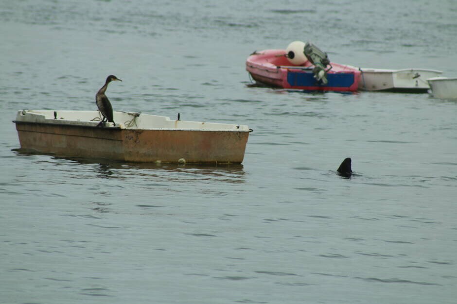 海豚怎么交配？科学家：它们极具侵略性！生殖器某处与人类很相似
