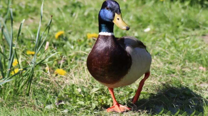 禽医静心谈鸭子掉鞭怎么办，怎么解决