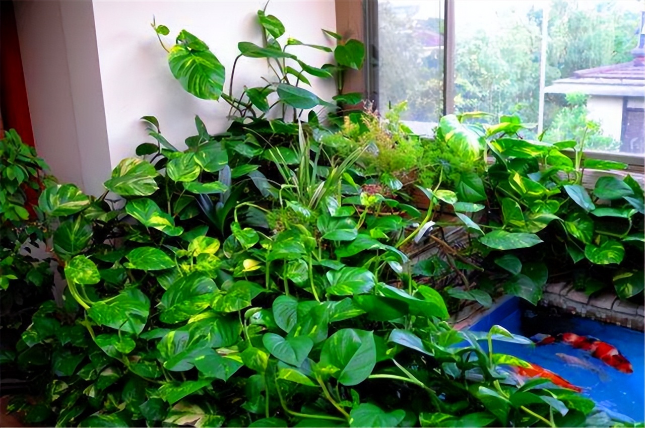 绿萝和文竹可以用缓释肥吗,绿萝富贵竹黄叶卷边茎细怎么办