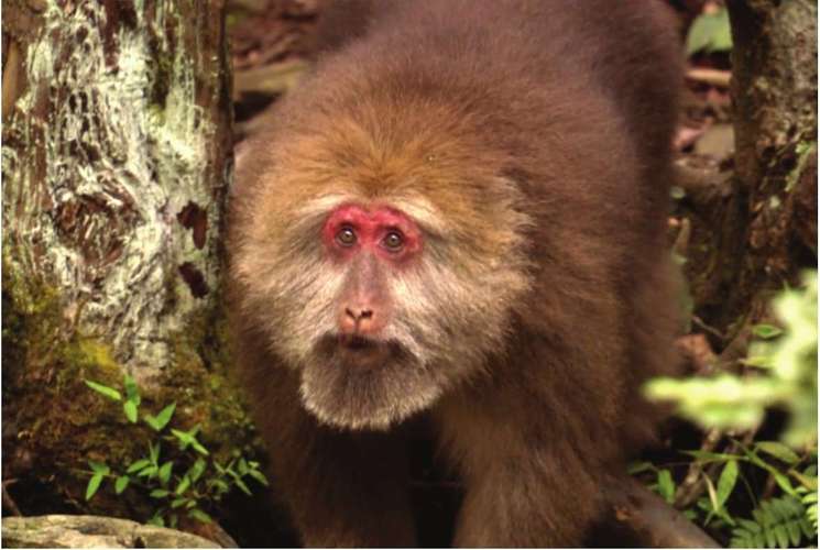 猴崽苦练猴爪功和铁砂掌，随母逃亡八年后竟然一掌成王|故事