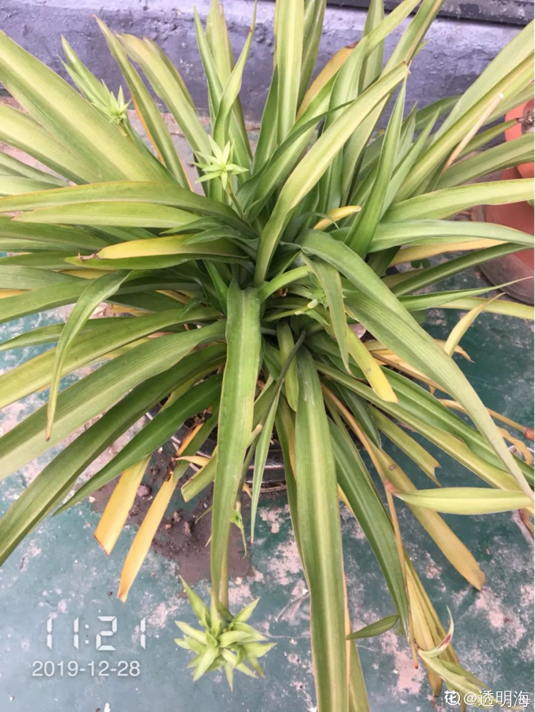 给花剃头,发财树剃光头后发了新芽长不大