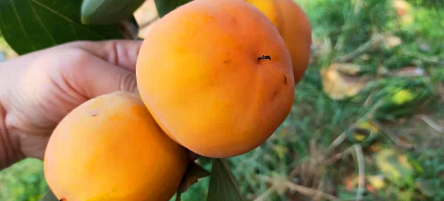 刚采摘的柿子怎么去除苦涩,柿子去涩最简单的方法视频