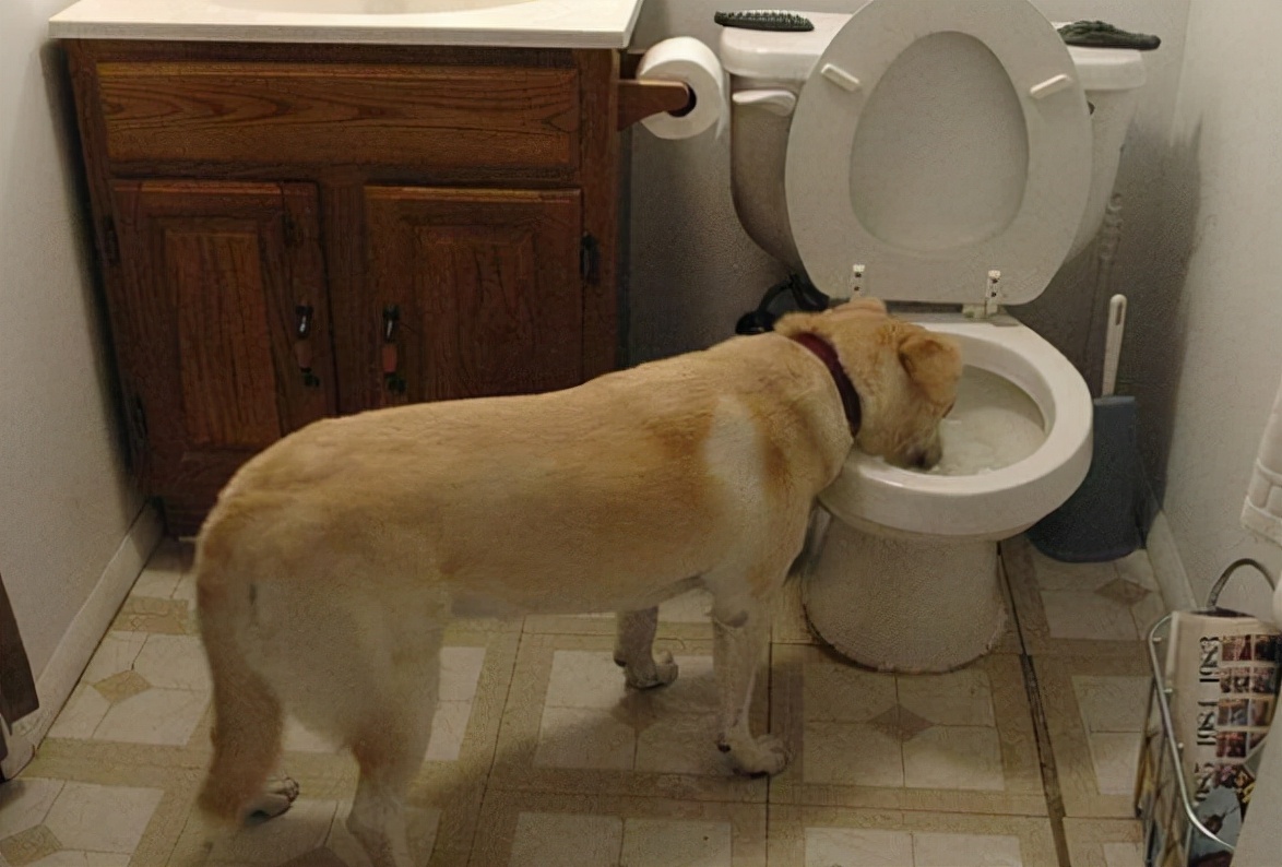 人类排泄物是臭的吗,人的排泄物为什么是臭的