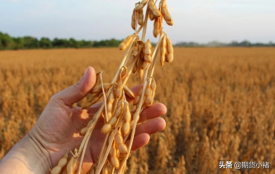 大豆价格下行对下游影响,大豆最新行情到港