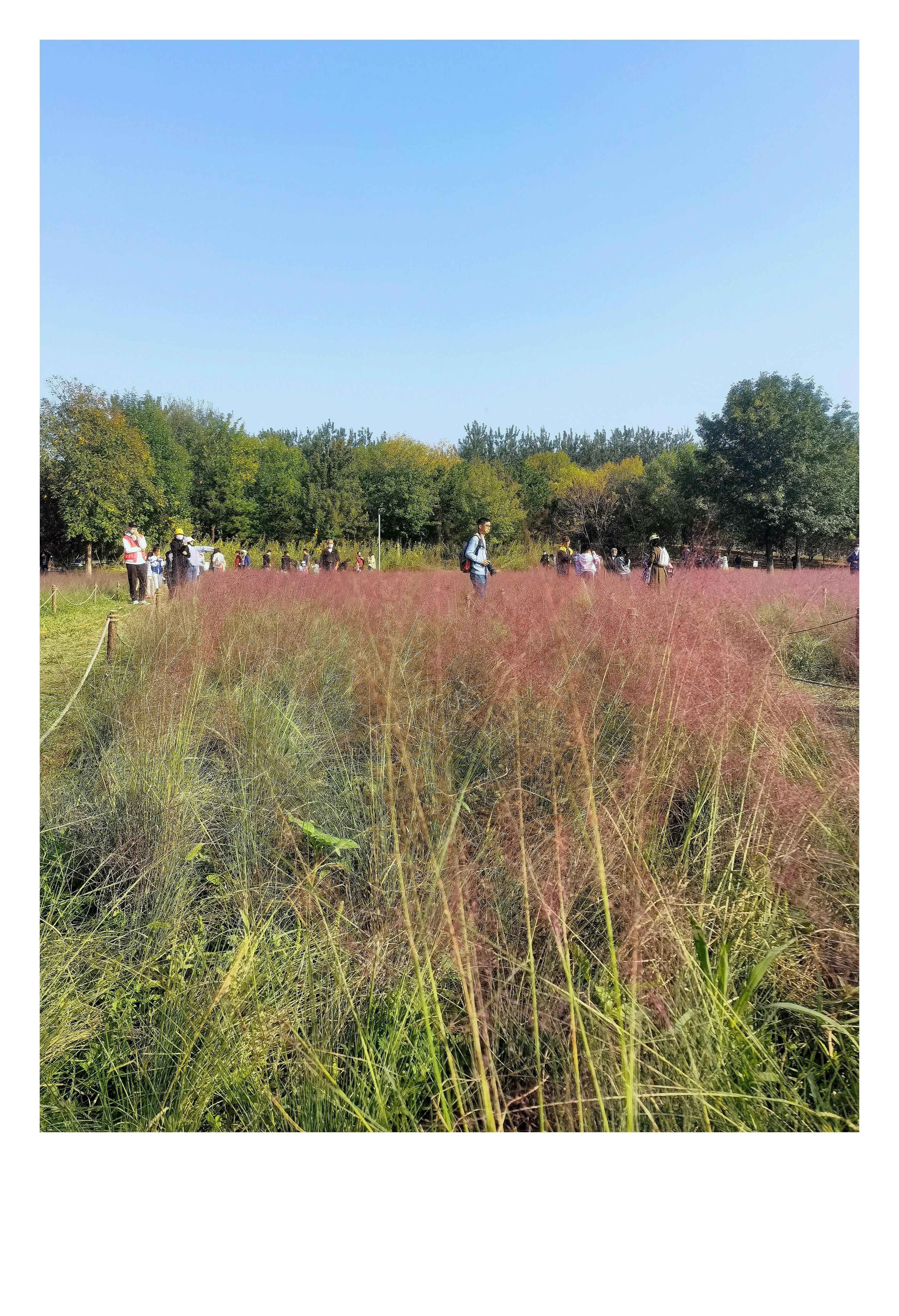 奥森公园里秋意图片,奥森公园的秋花也很漂亮