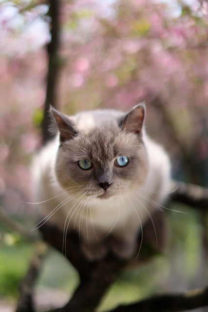 东方短毛猫红重点色贵吗,宠物猫品类大全