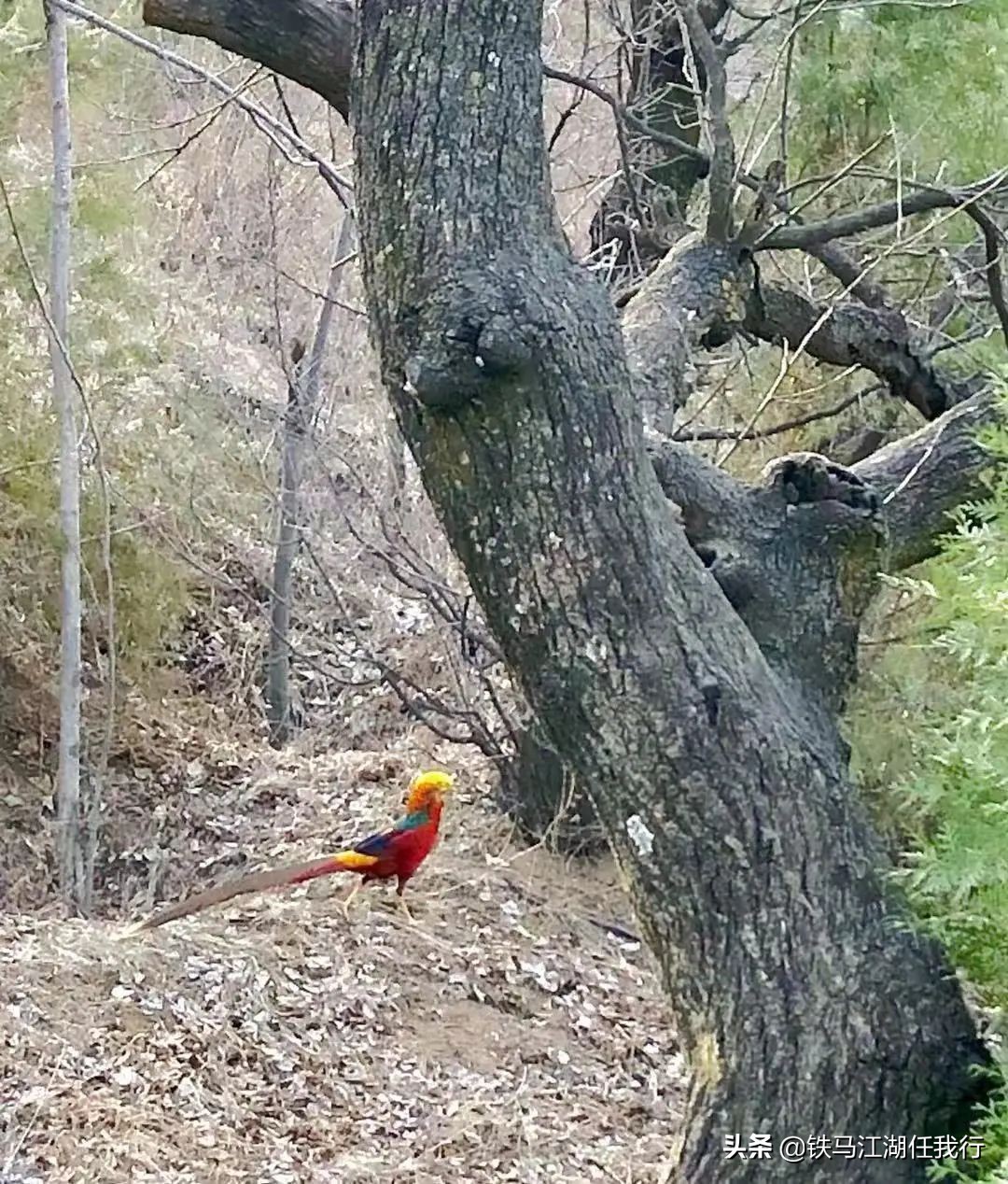 凤凰山锦鸡,凤凰山出现白腹锦鸡