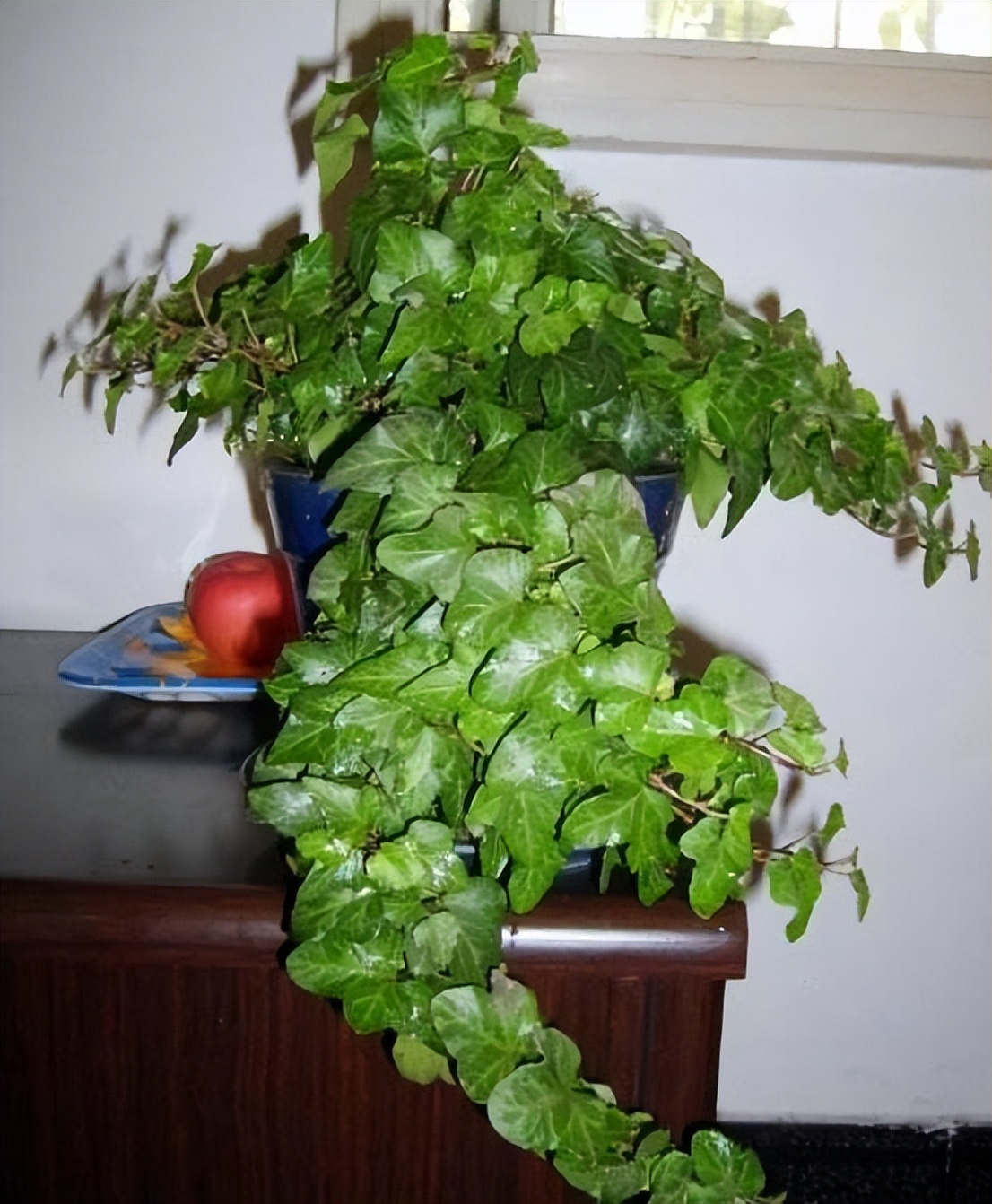 这4种花最好别养在室内,吸甲醛最好的10种花