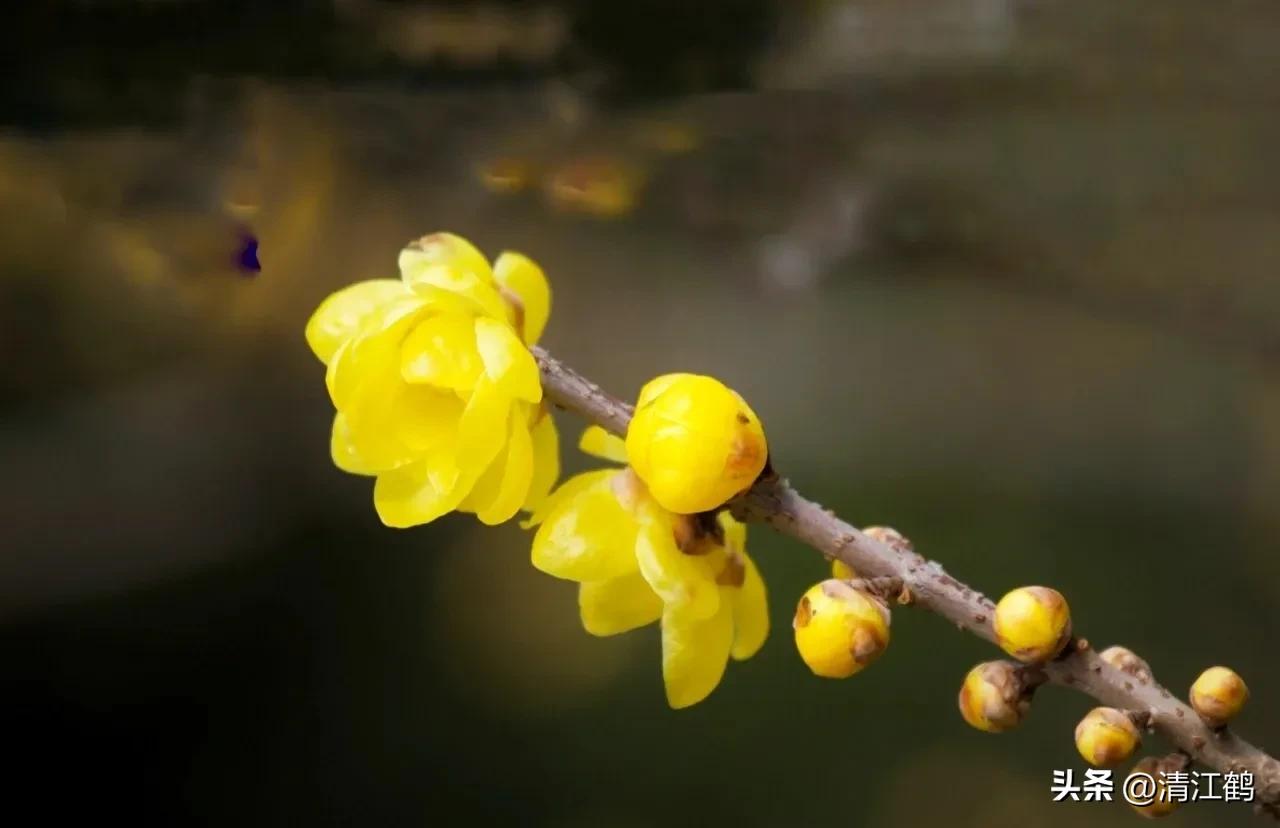 蜡梅夏季管理,秋季腊梅管理