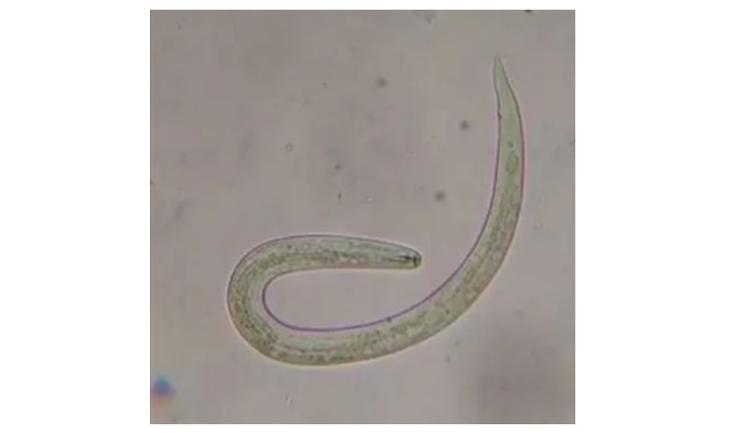 福寿螺和田螺的测试,如何区分福寿螺和田螺的区别