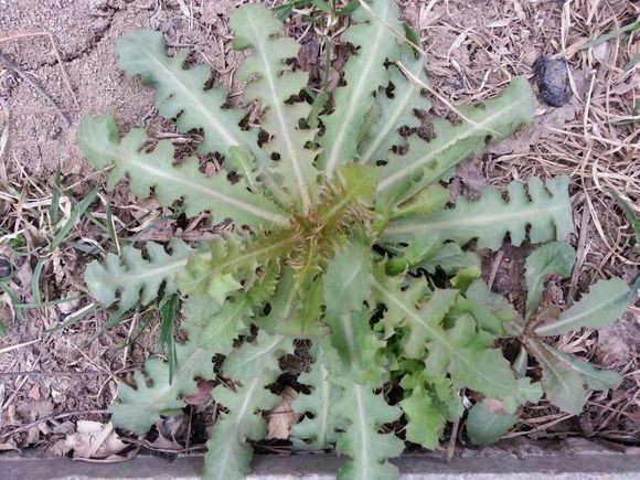 叶似针状根像人参的草药,叶子像蒲公英根像人参是什么植物