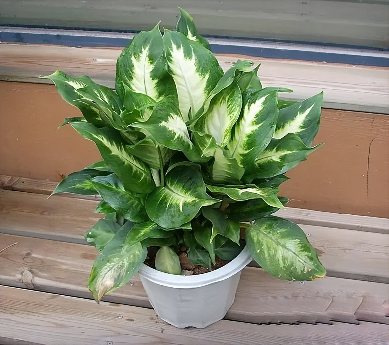 新房装修适合摆放的花,装修完室内放什么花净化空气