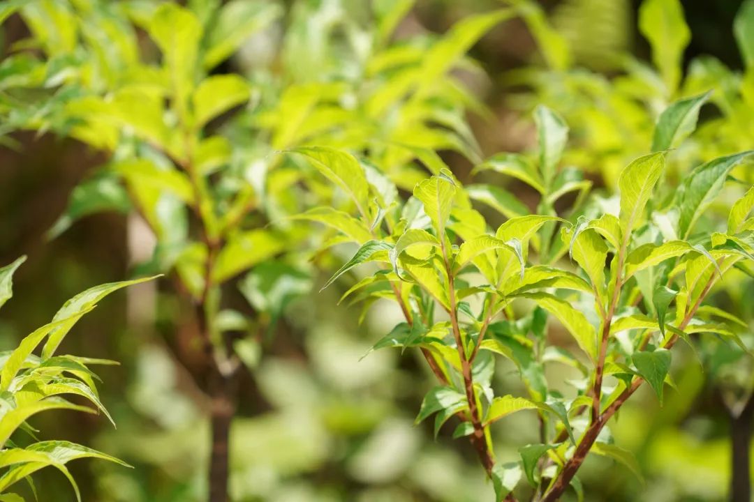 「强国复兴有我」看绿春最强创业搭档，将“小魔芋”变身“金疙瘩”