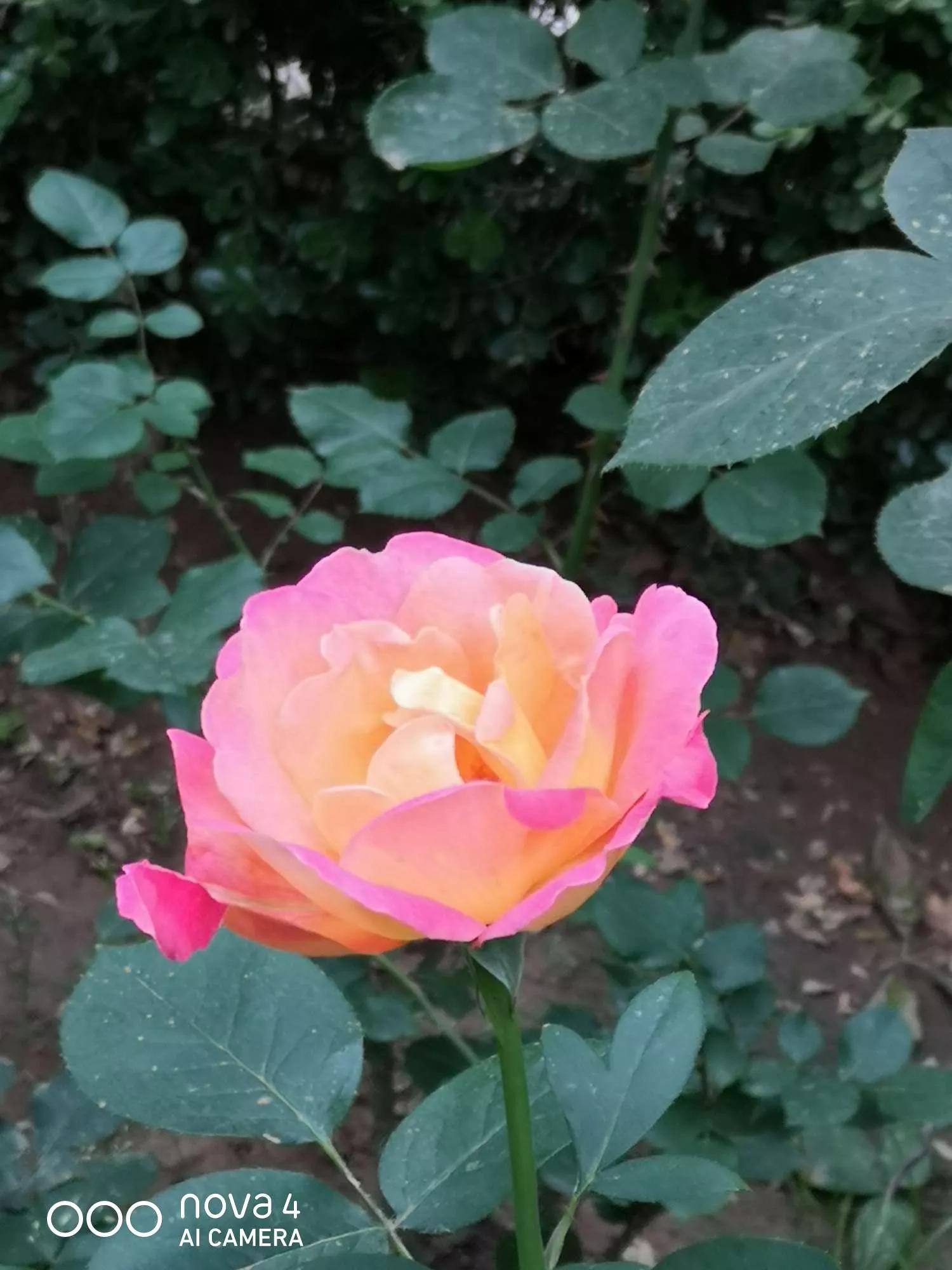 月季品种醉花,月季品种大全及图片欣赏